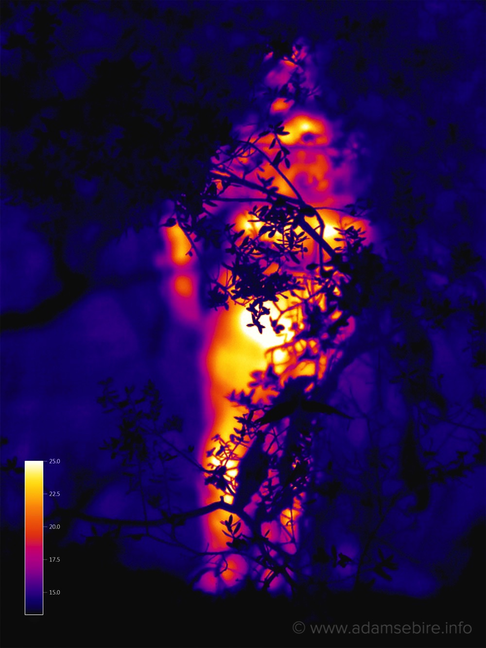 in the heat of the moment is an interdisciplinary exploration of the sensory (im)perceptibility of global warming. It uses a thermographic IR (infra red heat imaging) camera loaned from scientists who are studying the effects of anthropogenic climate change.